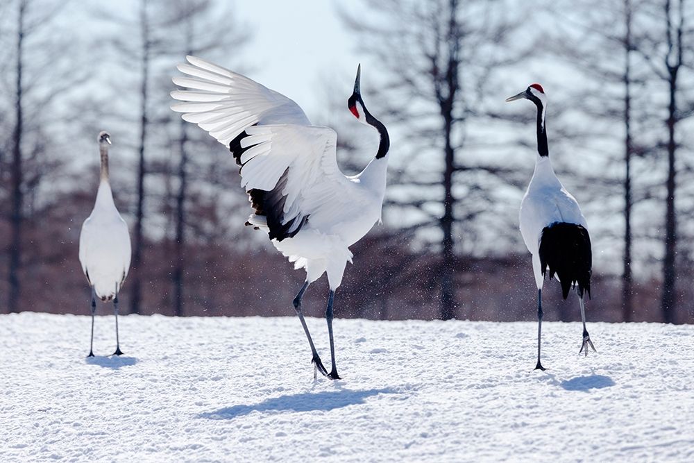 Japan-Hokkaido-Kushiro Two red-crowned cranes practice their courtship dance